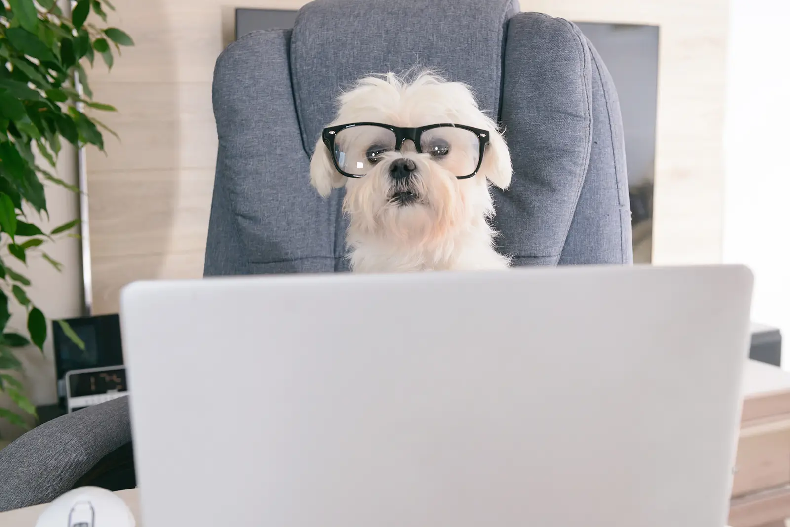 Pet-Friendly Leasing Done Right: Smart Strategies for Denver Property Owners